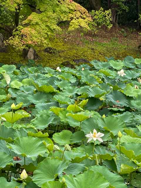 純白の一天四海