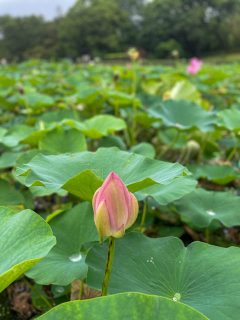 岡山後楽園