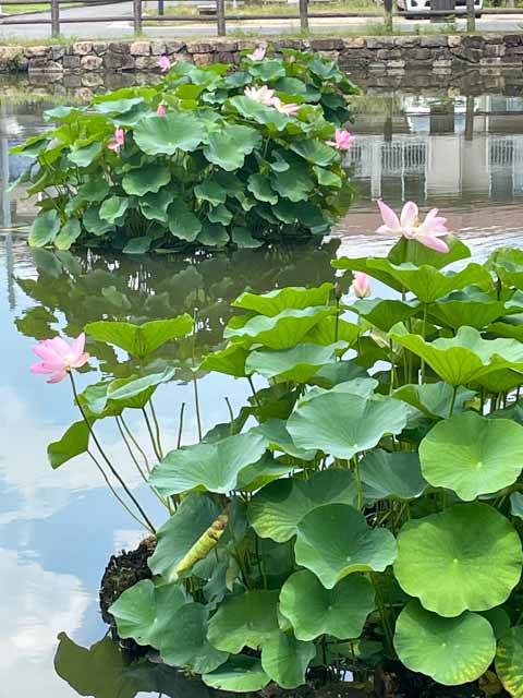 淡い紅色の花をつけたハス