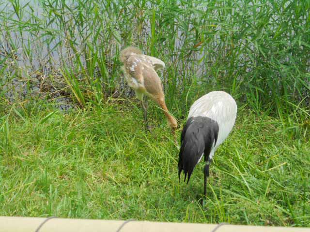 親鳥に守られて餌をついばみます