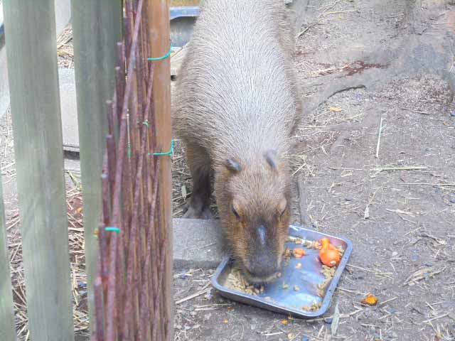 しっかり食べていつまでも元気でね！