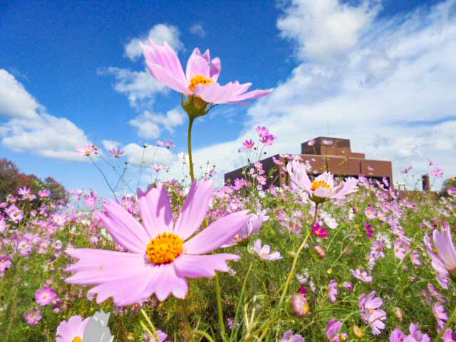 秋風に揺れるコスモスの花