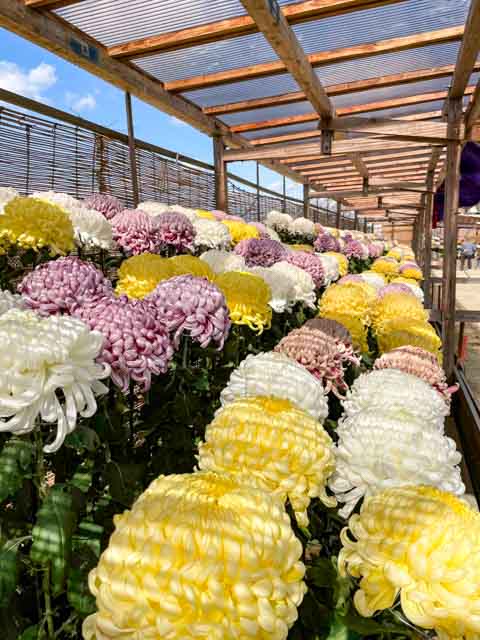 会場に並ぶ鮮やかな菊の花