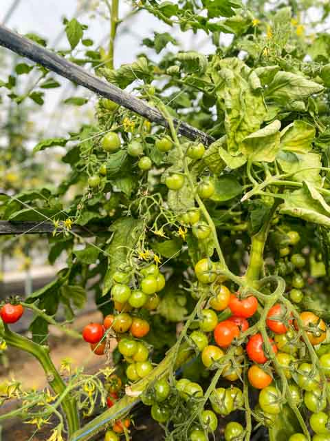 収穫が始まったばかりのハウストマト
