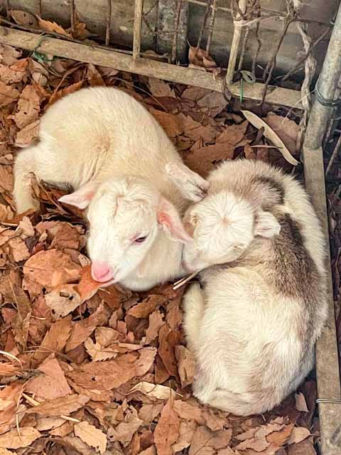 一昨日生まれた2頭のヤギ