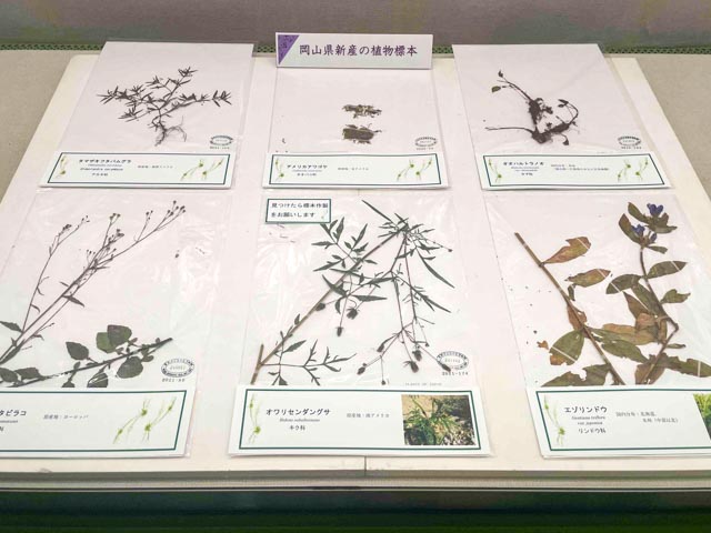 植物標本の展示