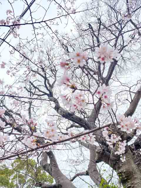 阿智神社の桜