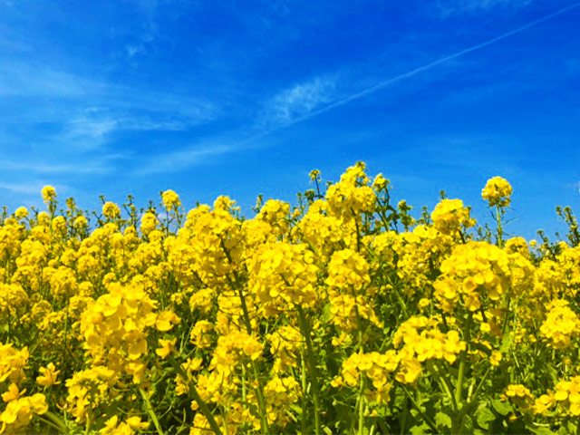 青い空と黄色い花