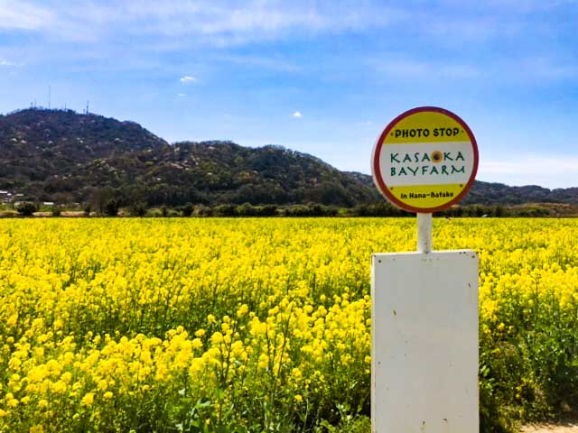 バス停を模した看板と菜の花畑