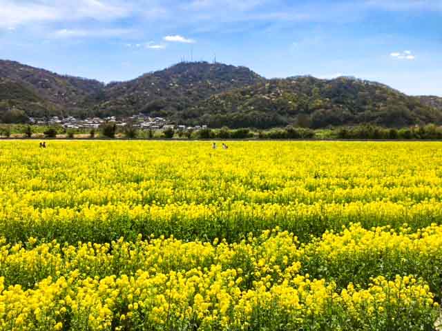 黄色い絨毯のような菜の花畑