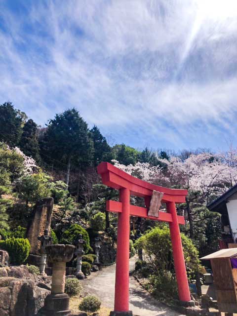 満開の桜と鳥居