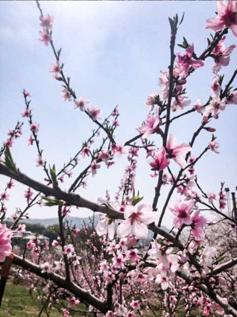 見頃を迎える桃の花