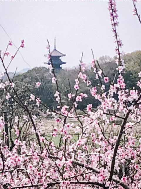 春の花畑の中に聳える五重の塔