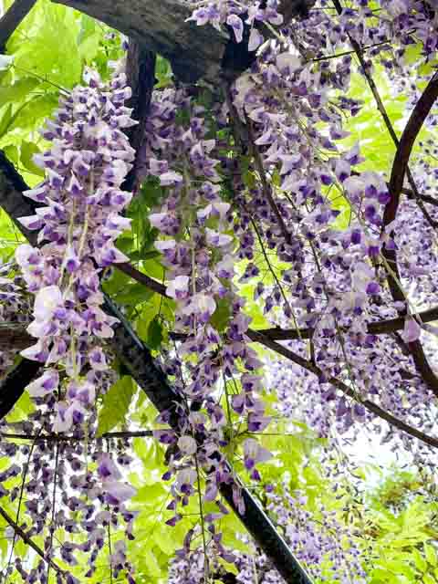 見頃を迎えた藤の花