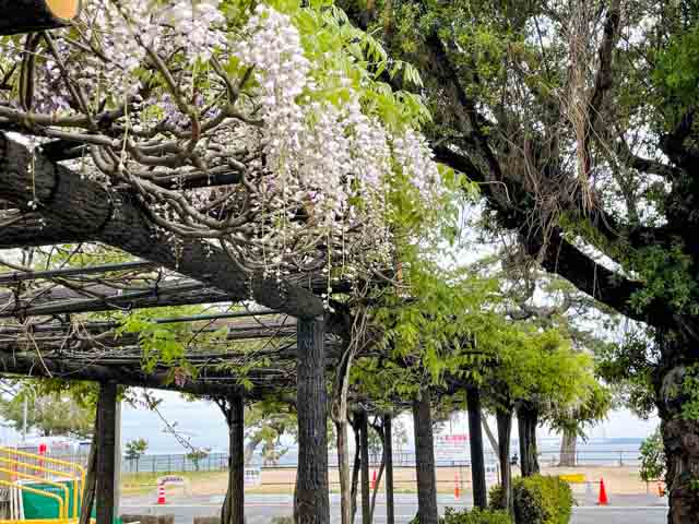 渋川公園にて