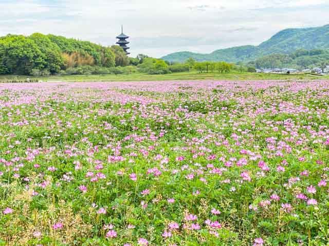 れんげと五重塔のコラボ