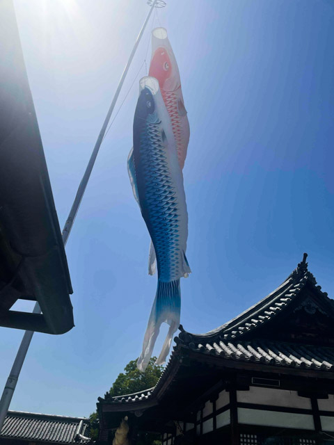 阿智神社の社殿とこいのぼり