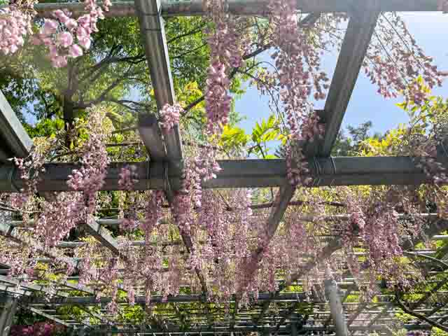 例年より早く咲いた藤の花