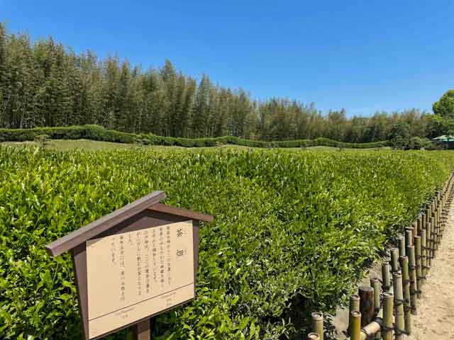 一面に緑広がる茶畑