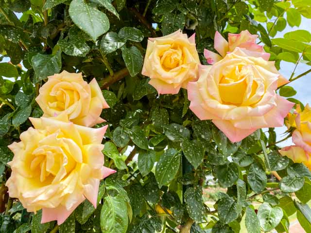 黄色とピンクの淡いグラデーションが美しいバラの花