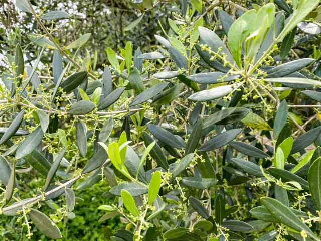 現在では約2000本ものオリーブの木が植えられています