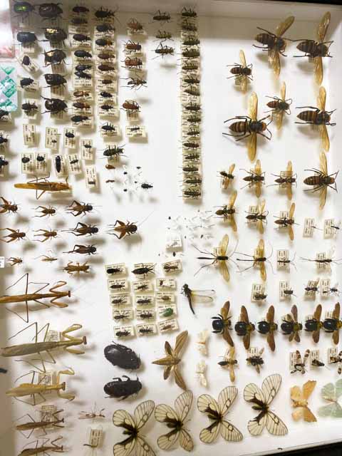 ７０種類以上の虫の標本