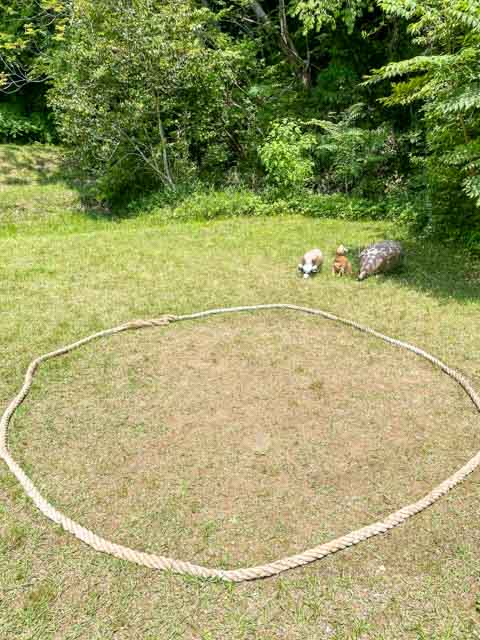 金太郎が相撲をとる土俵