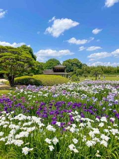 今年も再スタート！岡山城周辺の城下町エリアをのんびり楽しむENNGAWA(北区出石町)&花菖蒲が見頃の岡山後楽園♪