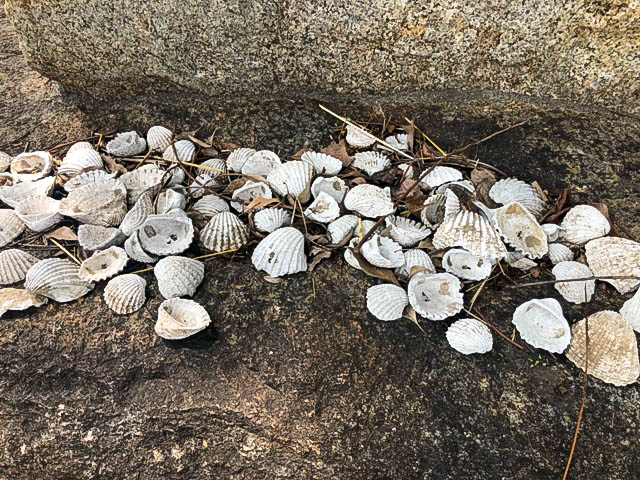 たくさんの貝殻