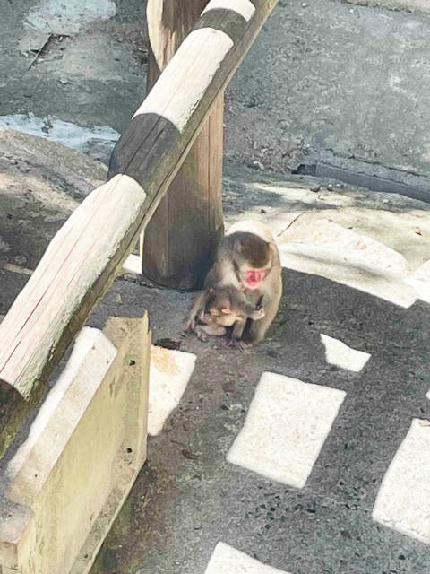 ニホンザルの赤ちゃん