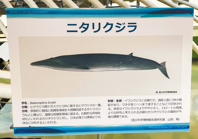 ニタリクジラとは