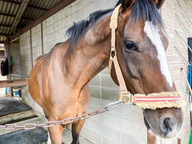 優しい目をした馬