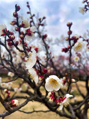 梅の花