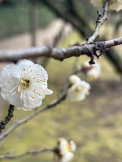 岡山市北区表町のアートスペーステトラヘドロンと岡山後楽園へ