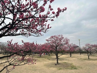 神崎緑地公園とJR西大寺駅前広場へ