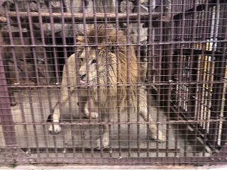 岡山市の生涯学習センターと池田動物園へ