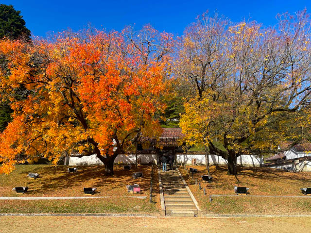 赤と黄色のコントラストが美しい紅葉