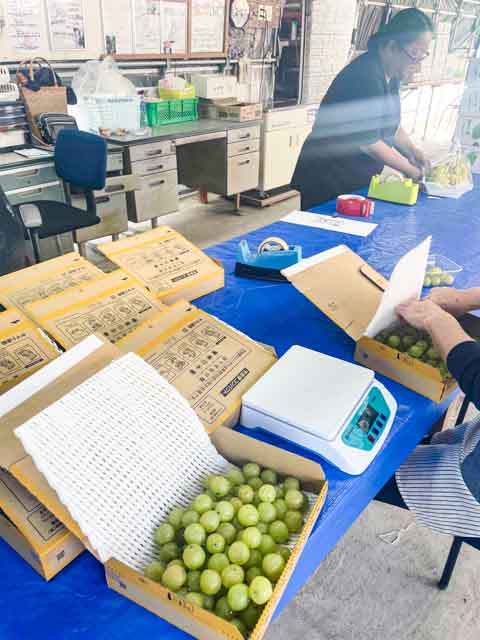 箱詰めされる金太郎ぶどう