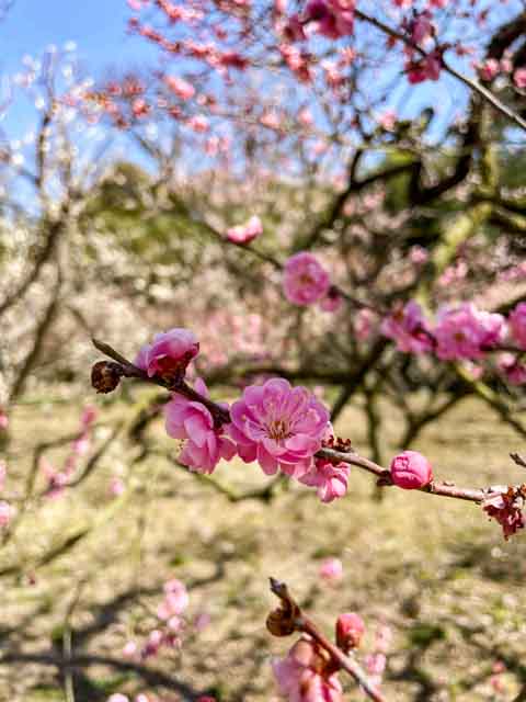 見頃を迎える梅の花