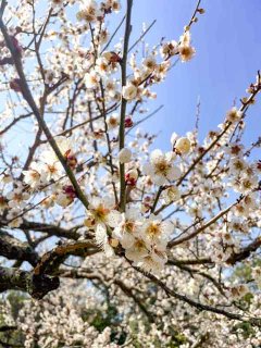 3/2(木)は開園記念日！岡山後楽園で春のおもてなしがスタート&夢二郷土美術館『お庭番頭ねこ「黒の助」7th Anniversary展』開催中