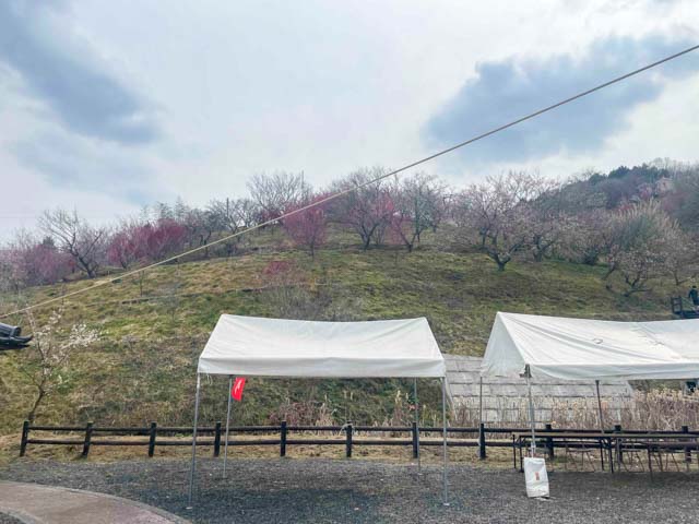 梅の花でピンク色に色づき始めている山