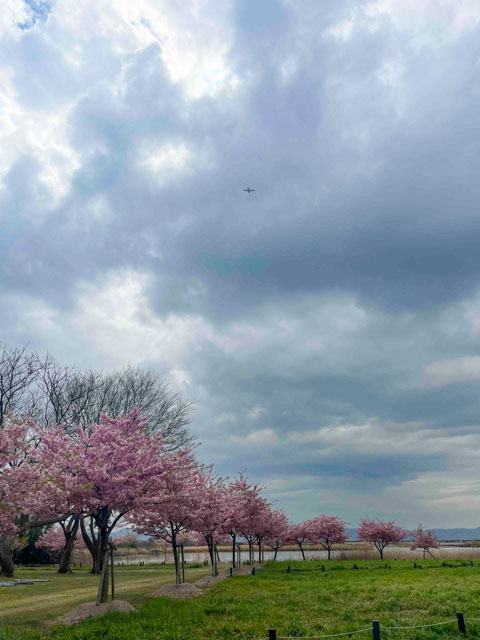 阿部池桜ロード