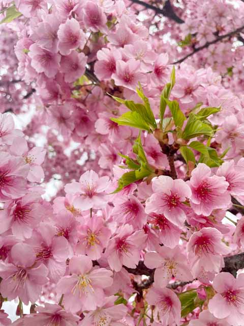 河津桜