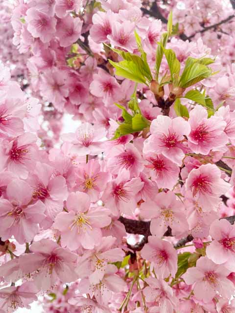 児島湖花回廊の河津桜