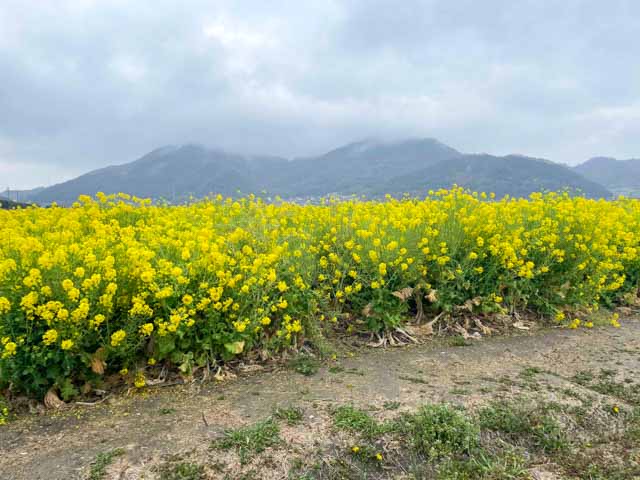 満開の菜の花畑