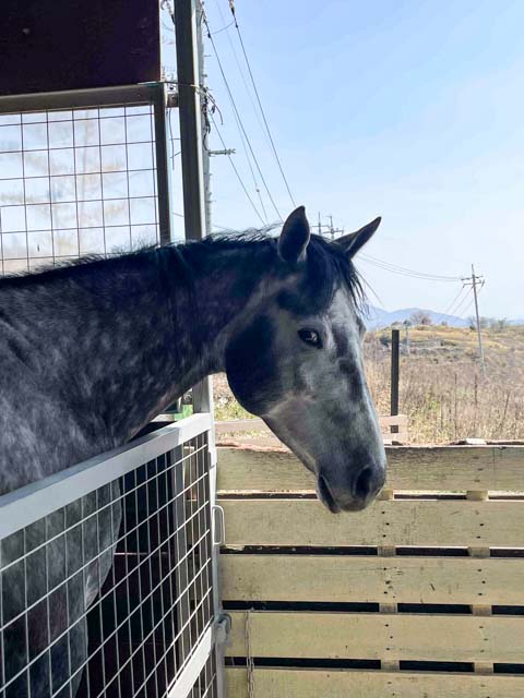 引退馬のグラマー