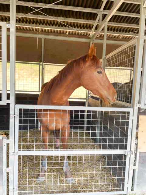 引退馬のトントントントロ