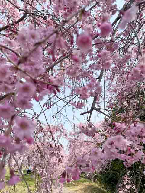 桜のトンネル