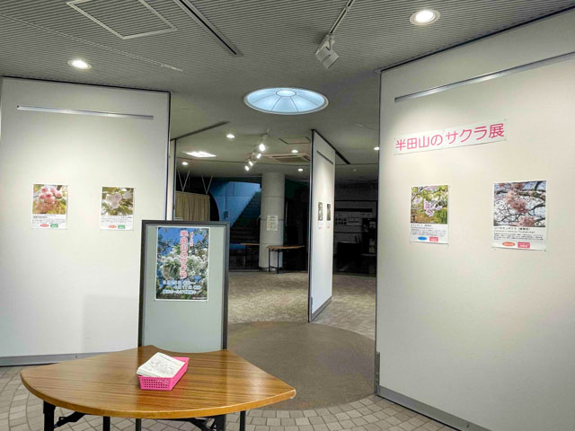 桜のパネル展示