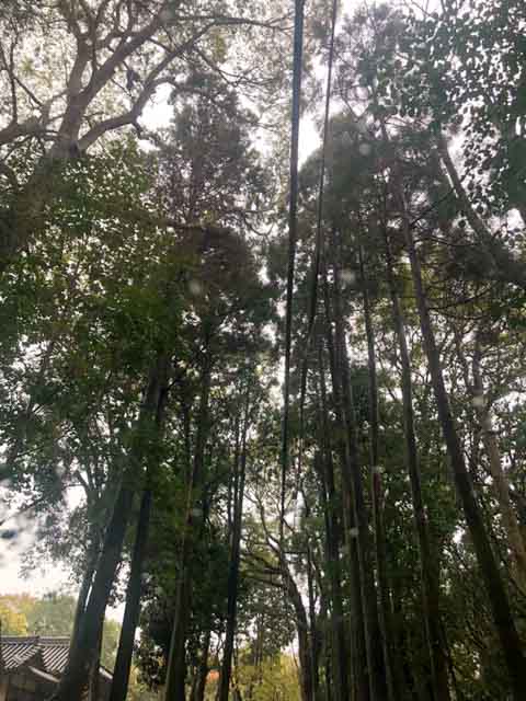 牛窓神社の木々